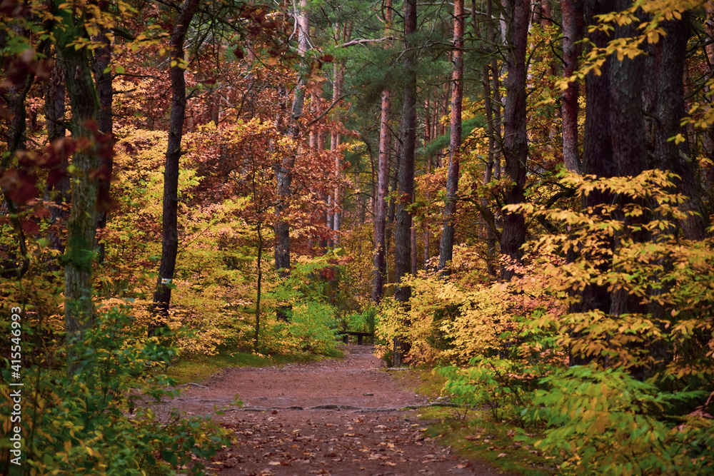 path in autumn forest