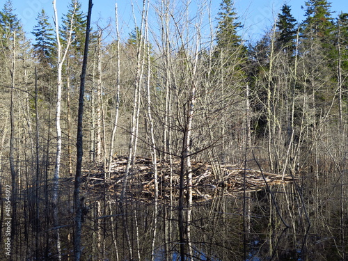 a beaver lodge in Nova Scotia, Canada, April