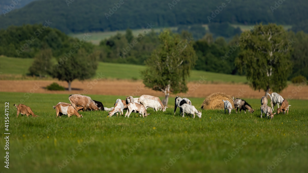 Domestic goats grazing on green meadow near bio farm in summer. Herd of brown and white mammal with horns on hay field illuminated by sun with trees in background.