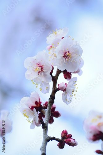 Macro details of Japanese White Plum blossom