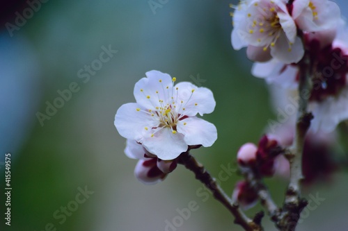Macro details of Japanese White Plum blossom