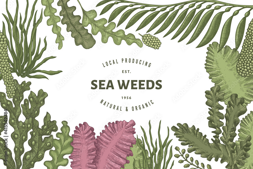 Seaweed design template. Hand drawn vector seaweeds illustration ...
