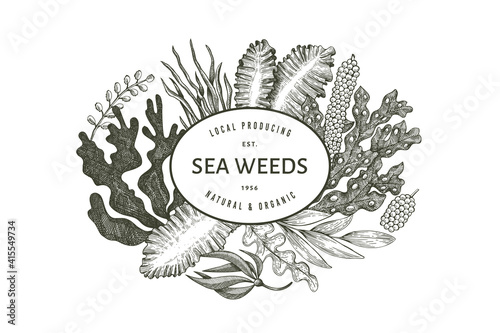 Seaweed design template. Hand drawn vector seaweeds illustration. Engraved style sea food banner. Retro sea plants background