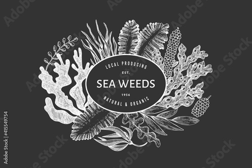 Seaweed design template. Hand drawn vector seaweeds illustration on chalk board. Retro style sea food banner. Vintage sea plants background