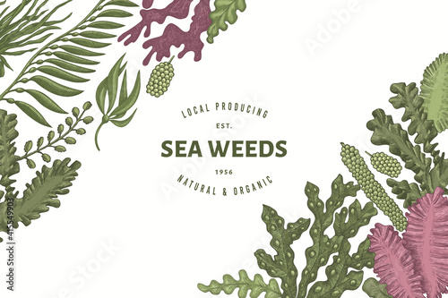 Seaweed design template. Hand drawn vector seaweeds illustration. Engraved style sea food banner. Retro sea plants background