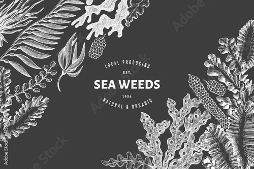 Seaweed design template. Hand drawn vector seaweeds illustration on chalk board. Retro style sea food banner. Vintage sea plants background