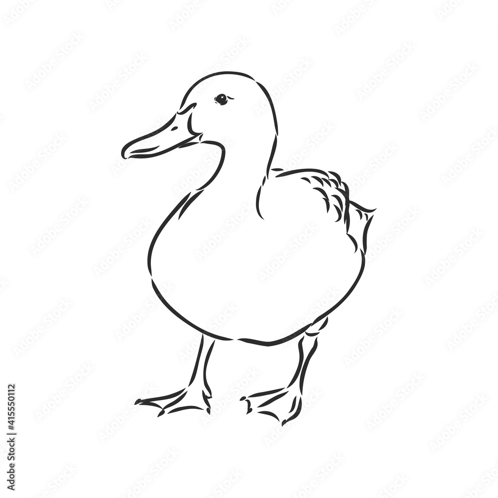 Hand drawn duck animal vector illustration. Sketch isolated on white background with pencil and label banner. duck, vector sketch on a white background Hand drawn duck animal vector illustration. Sketch isolated on white background with pencil and label banner. duck, vector sketch on a white background