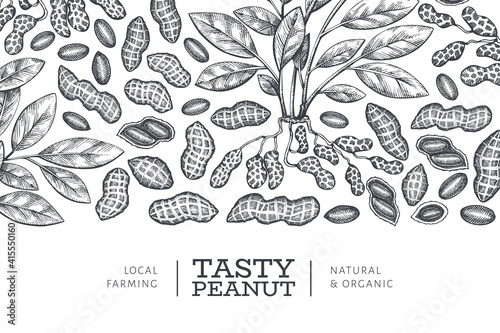 Hand drawn peanut branch and kernels design template. Organic food vector illustration on white background. Retro nut background. Engraved style botanical picture.