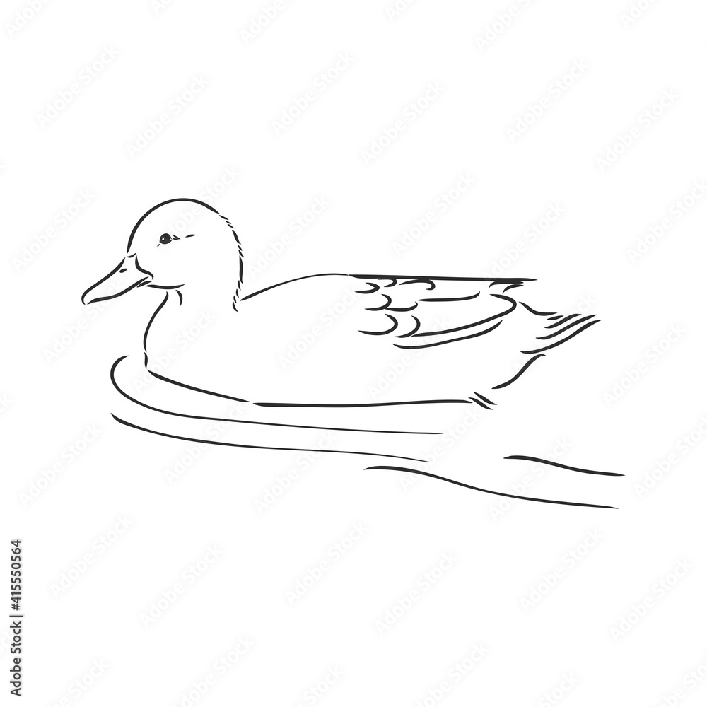 Hand drawn duck animal vector illustration. Sketch isolated on white background with pencil and label banner. duck, vector sketch on a white background Hand drawn duck animal vector illustration. Sketch isolated on white background with pencil and label banner. duck, vector sketch on a white background