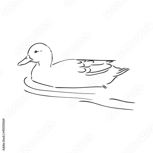 Hand drawn duck animal vector illustration. Sketch isolated on white background with pencil and label banner. duck, vector sketch on a white background