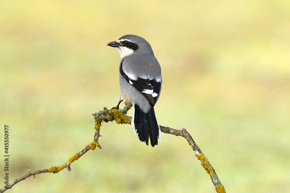 Obraz premium Southern flock shrike with the first light of day in its breeding territory at its usual perches