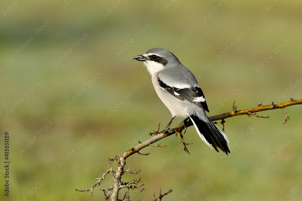Southern flock shrike in first light of day in its breeding territory