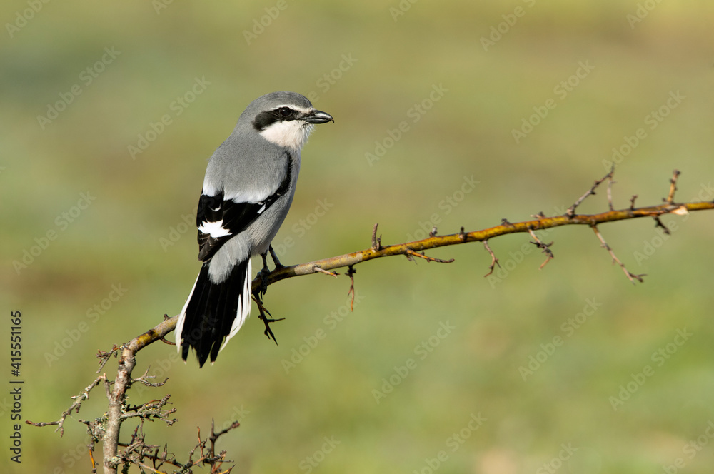 Southern flock shrike with the first light of day in its breeding territory at its usual perches Southern flock shrike with the first light of day in its breeding territory at its usual perches