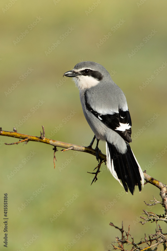 Southern flock shrike in first light of day in its breeding territory Southern flock shrike in first light of day in its breeding territory