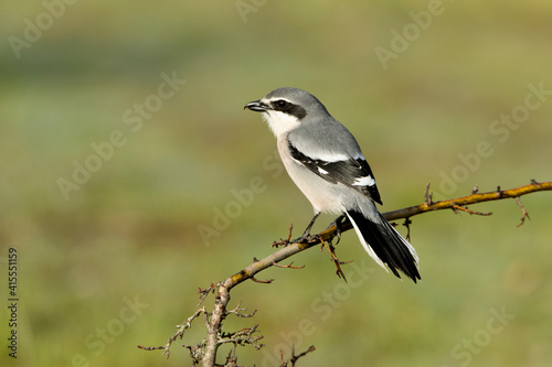 Southern flock shrike in first light of day in its breeding territory