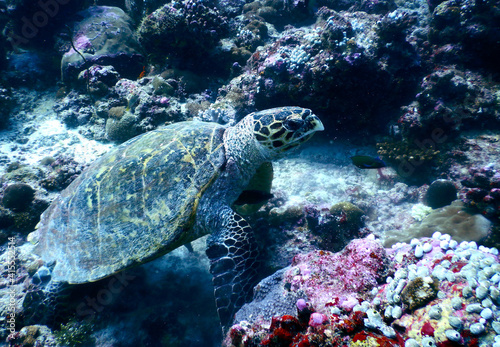 green sea turtle at colourful coral reef underwater  © Vitaliy Honor 