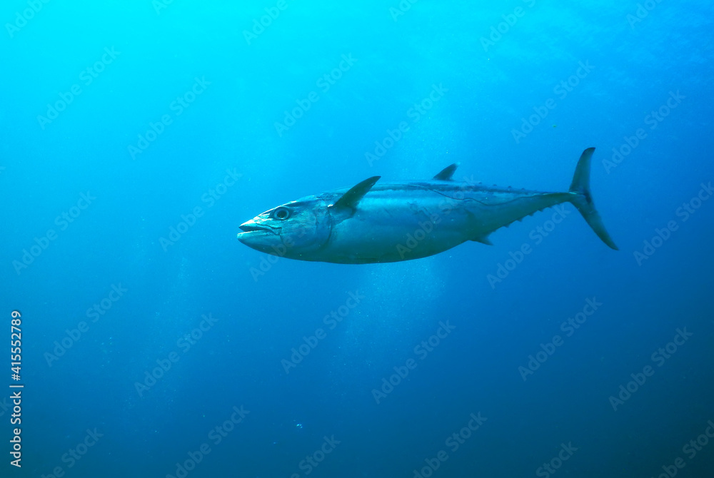 big tuna fish captured while diving at Maldives 