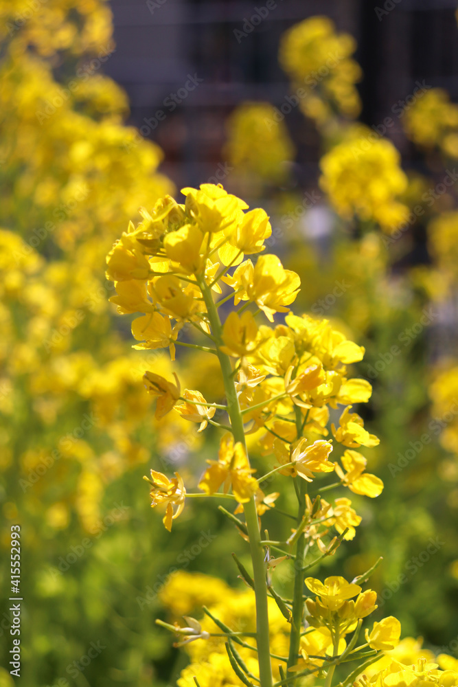 菜の花 黄色 花畑 美しい 鮮やか 可憐 イエロー 菜花 アブラナ 満開 春