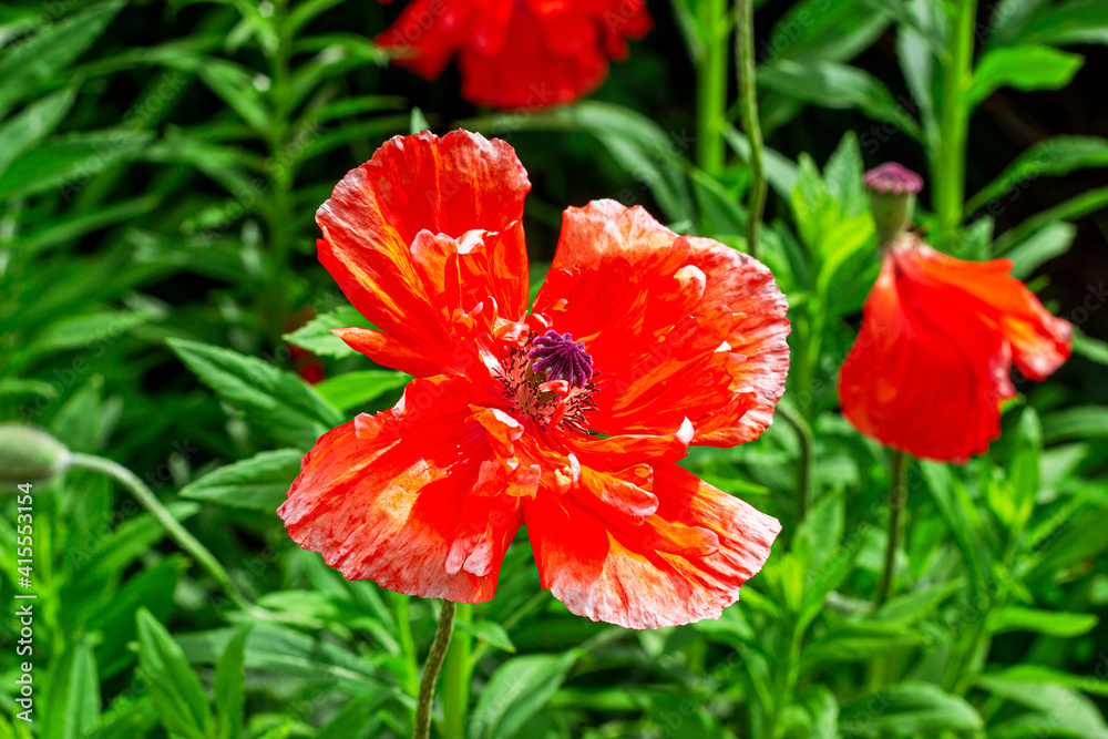 Fresh blossom bright red poppy flowers in the garden in summer. Fresh blossom bright red poppy flowers in the garden in summer.