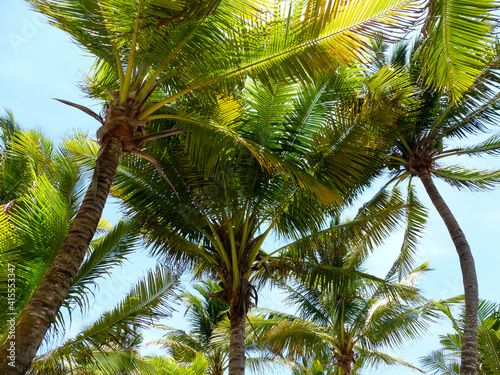Palms in the Caribbean, Riviera Maya, Mexico
