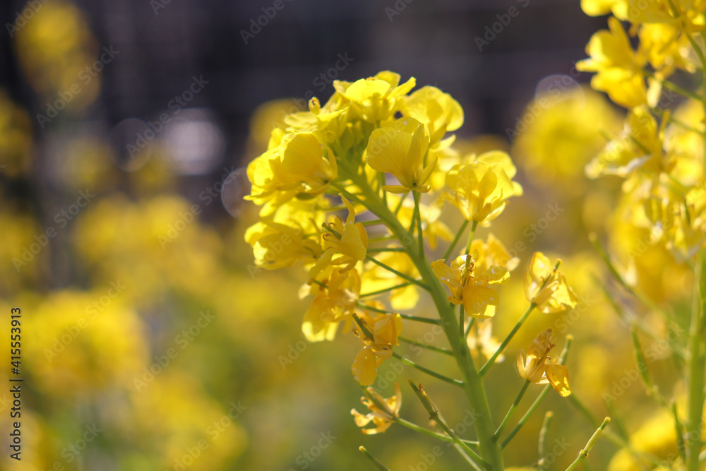 なのはな 菜の花 菜花 春 花 美しい 黄色 花畑 鮮やか 綺麗 可憐 かわいい パステル 夕日