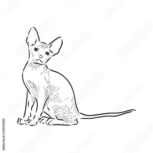 sketch of a sphinx cat, isolated, on a white background. sphinx cat, vector sketch on a white background