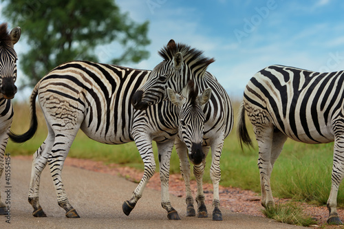 2 Two Zebra Equus standing togetherin the veld in rietvlei nature reserve in Pretoria South Africa. Very cute and cuddly
