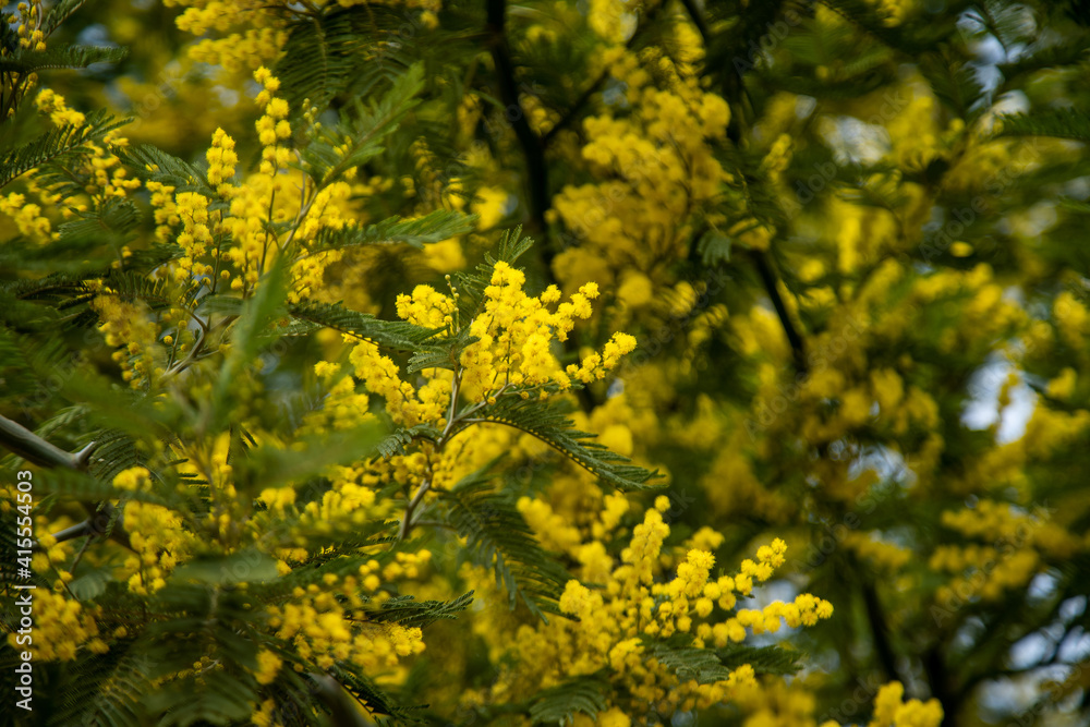 the spring bloom of Mimosa the spring bloom of Mimosa