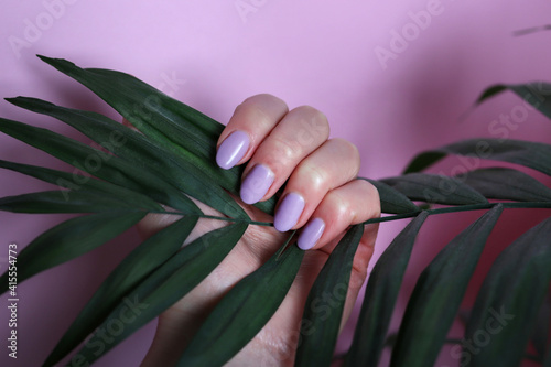 Female hand with purple nails color holds palm leaf on pink background. Manicure and beauty concept