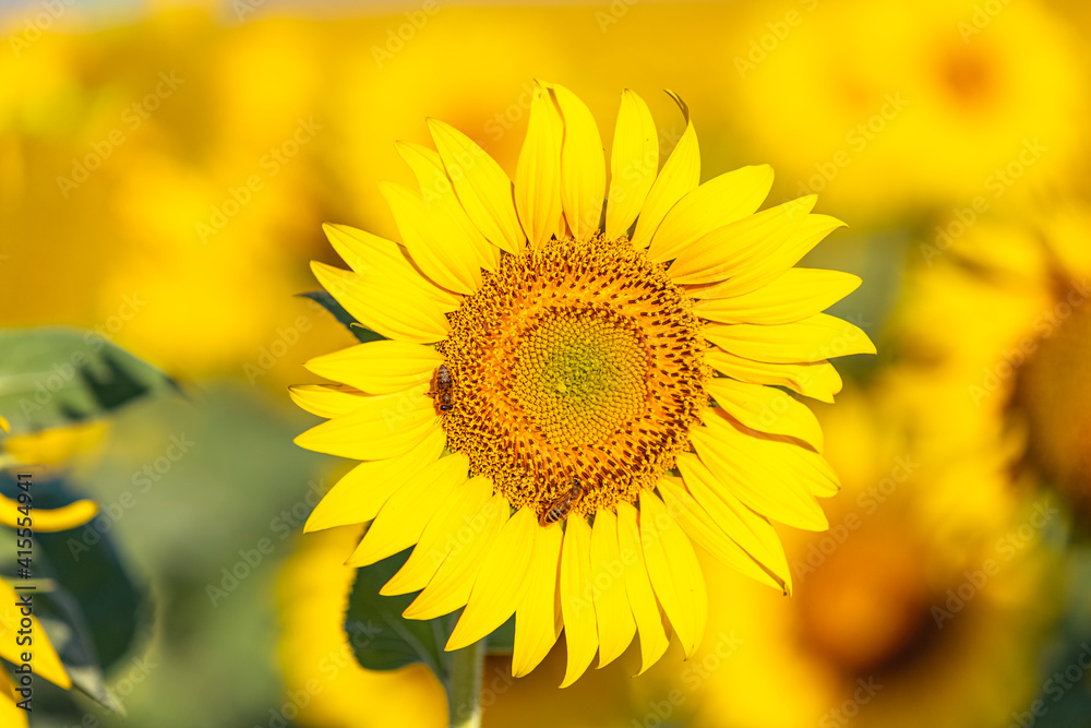 Yellow sunflowers close up. Field of sunflowers, beautiful nature rural landscape. Farm field idyllic scene..