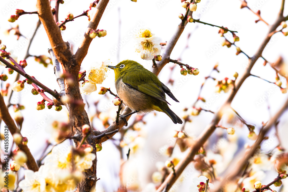 メジロと梅の花 メジロと梅の花