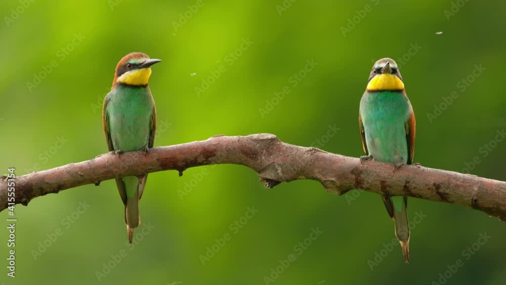 European Bee-Eater - Merops Apiaster on a branch , exotic colorful migratory bird