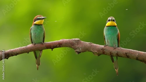 European Bee-Eater - Merops Apiaster on a branch , exotic colorful migratory bird photo