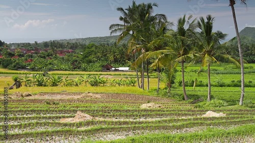 Bali Rice Fields. Morning light is a wonderful time to video the landscape. photo