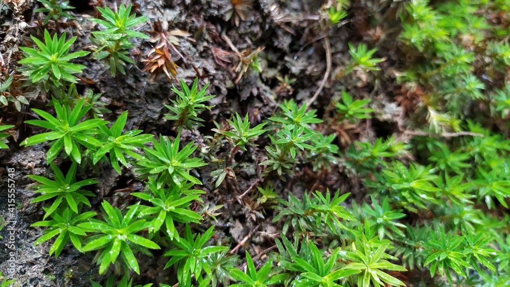 green moss on the ground green moss on the ground