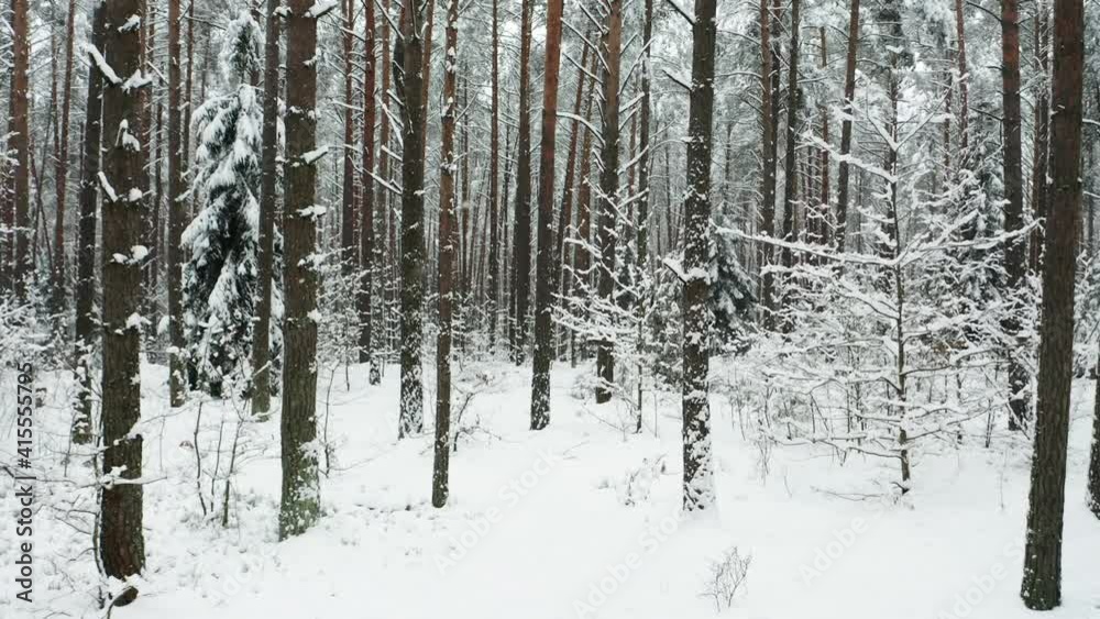 Drone shot flying on winter pine tree forest. Slow flight in forest on winter season. A beautiful winter landscape during a snowfall.
Drone shot flying on winter pine tree forest. Slow flight in forest on winter season. A beautiful winter landscape during a snowfall.