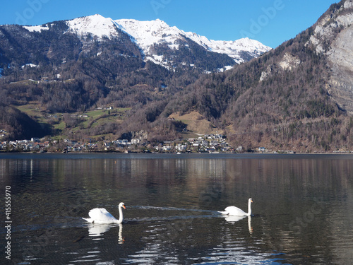 cygnes sur un lac de montagne au printemps - Alpes