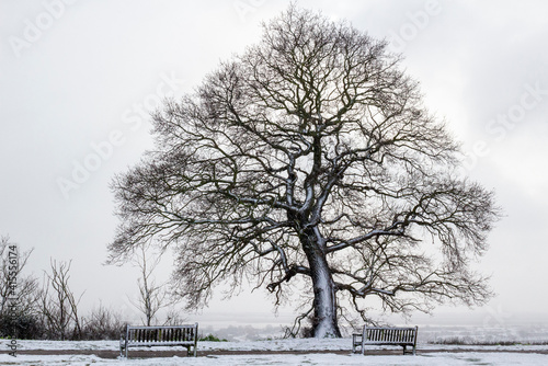 High-key image of a bare Oak tree (Quercus) in winter at Leigh-on-Sea, Essex, England