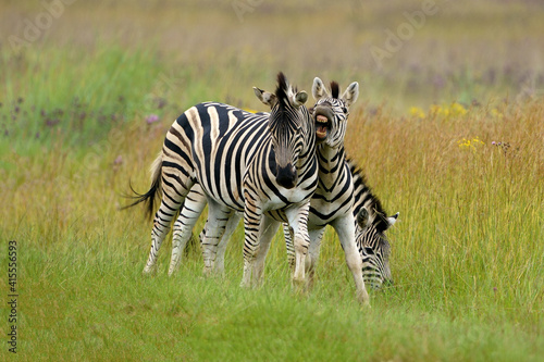 Zebra fighting for Dominance over females in mating season in the herd. Biting and kicking at each other until one backs out or runs away. Rietvlei Pretoria Gauteng South Africa