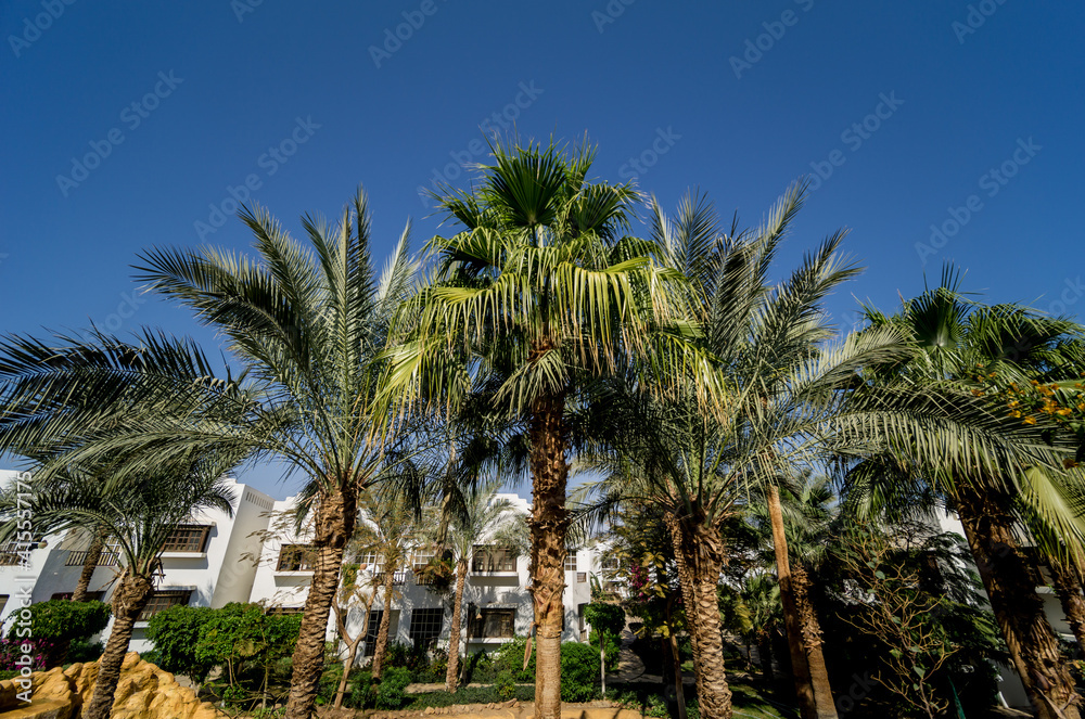 Beautiful palm trees against blue sky and houses roofs