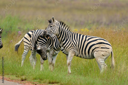 Zebra fighting for Dominance over females in mating season in the herd. Biting and kicking at each other until one backs out or runs away. Rietvlei Pretoria Gauteng South Africa