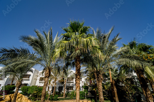Beautiful palm trees against blue sky and houses roofs © romaset