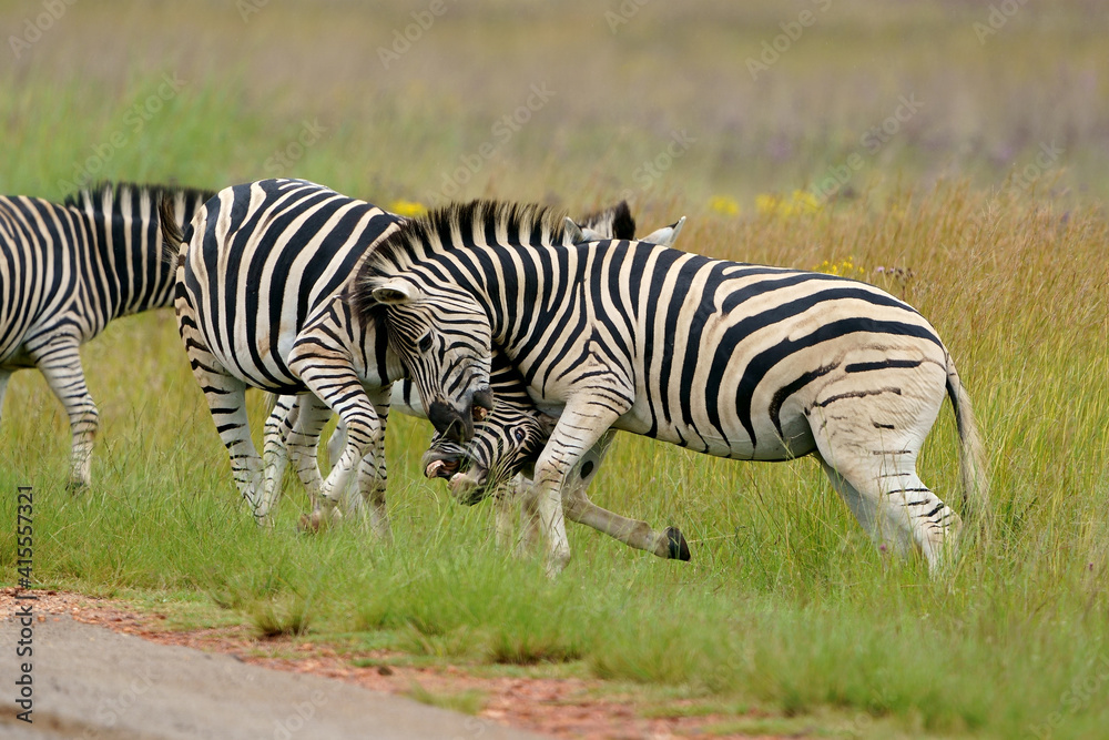 Fototapeta premium Zebra fighting for Dominance over females in mating season in the herd. Biting and kicking at each other until one backs out or runs away. Rietvlei Pretoria Gauteng South Africa