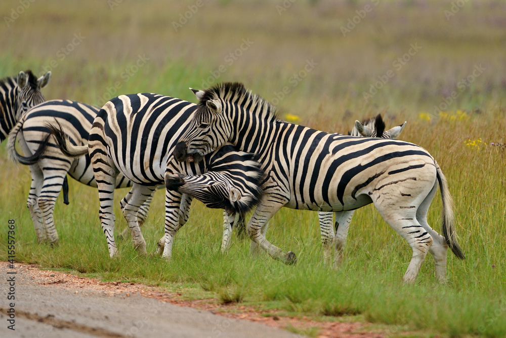 Fototapeta premium Zebra fighting for Dominance over females in mating season in the herd. Biting and kicking at each other until one backs out or runs away. Rietvlei Pretoria Gauteng South Africa