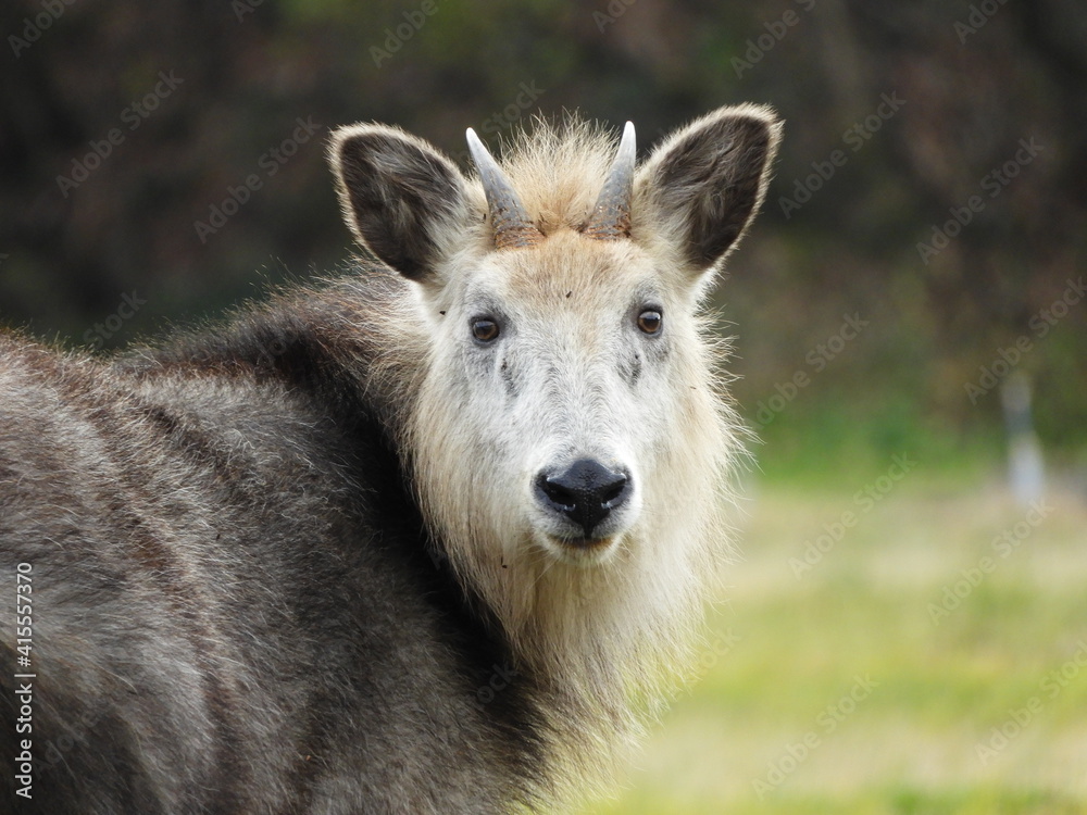 野生のニホンカモシカ 野生のニホンカモシカ