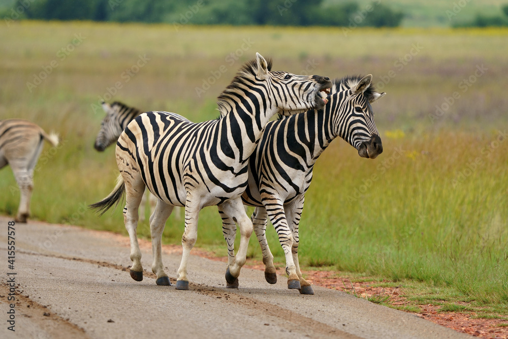 Zebra fighting for Dominance over females in mating season in the herd. Biting and kicking at each other until one backs out or runs away. Rietvlei Pretoria Gauteng South Africa