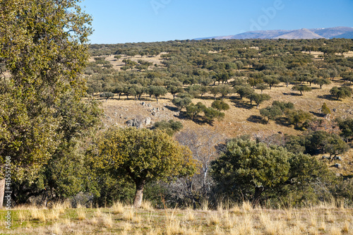 Bosque de Riofrio, Segovia, Castilla y León, España, Europa photo