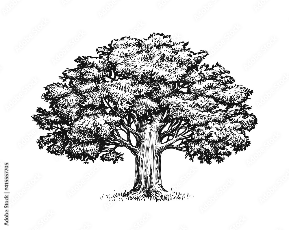Oak tree with leaves isolated on white background. Vintage sketch vector illustration