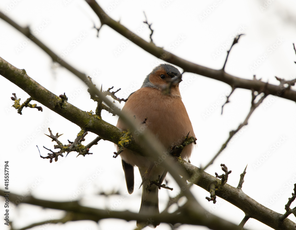 Obraz premium A single male Chaffinch perched in a tree, which is very bare in the winter. 