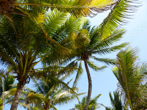 Close-up of Palms in a resort near Cancun in Mayan Riviera  Mexico
